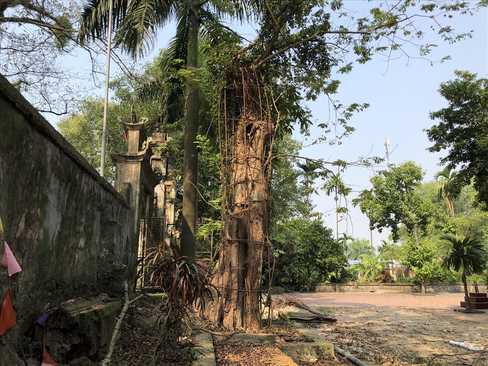 Cây sưa trăm tỉ dân sắp chặt giờ bán được bao nhiêu?-2