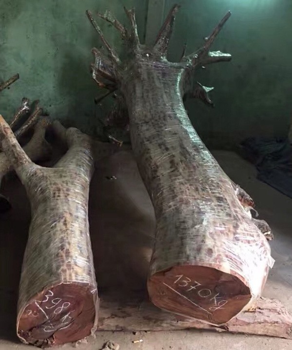 Cây sưa trăm tỉ dân sắp chặt giờ bán được bao nhiêu?-3