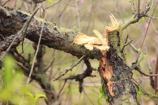 Chủ vườn đào chết, nghi tự tử: Người nhà từ chối khám nghiệm tử thi-2