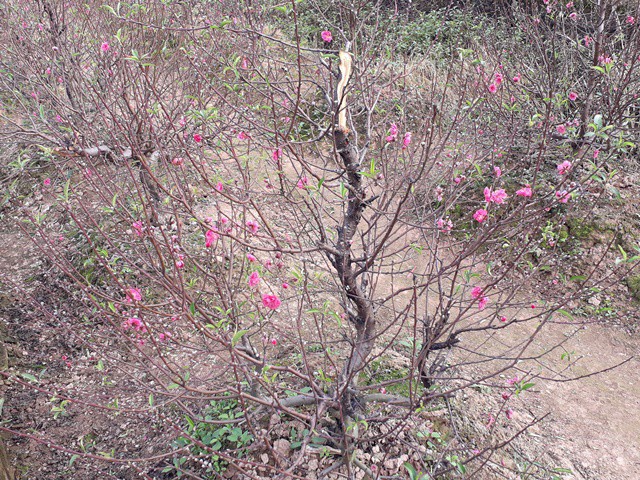 Chủ vườn đào chết, nghi tự tử: Người nhà từ chối khám nghiệm tử thi-3