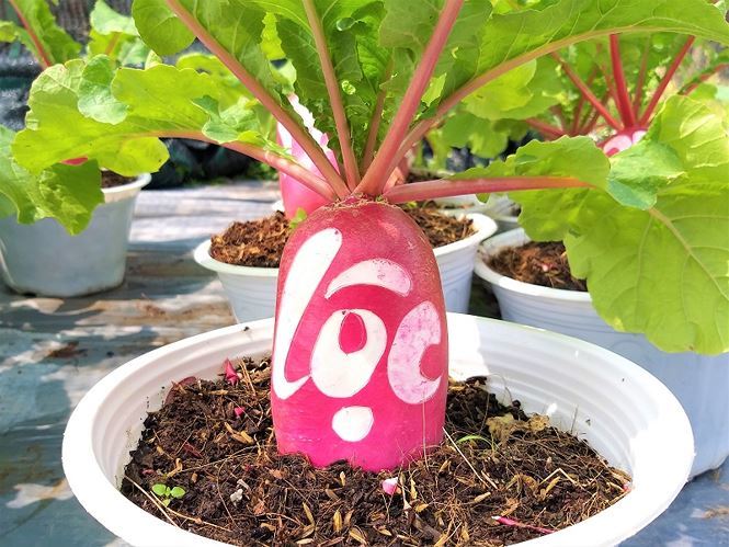 Củ cải hồng phát độc đáo chưng Tết ở Bến Tre-2