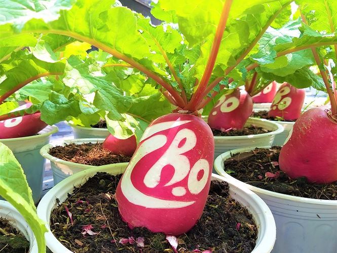 Củ cải hồng phát độc đáo chưng Tết ở Bến Tre-3