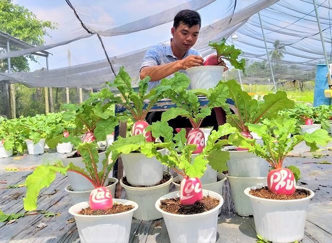 Củ cải hồng phát độc đáo chưng Tết ở Bến Tre-4