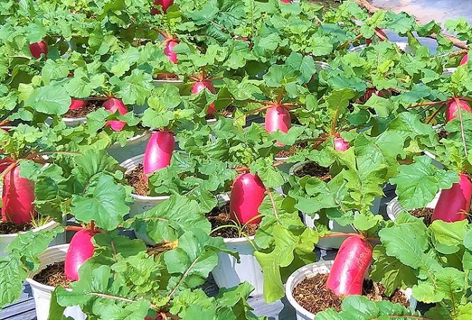 Củ cải hồng phát độc đáo chưng Tết ở Bến Tre-5