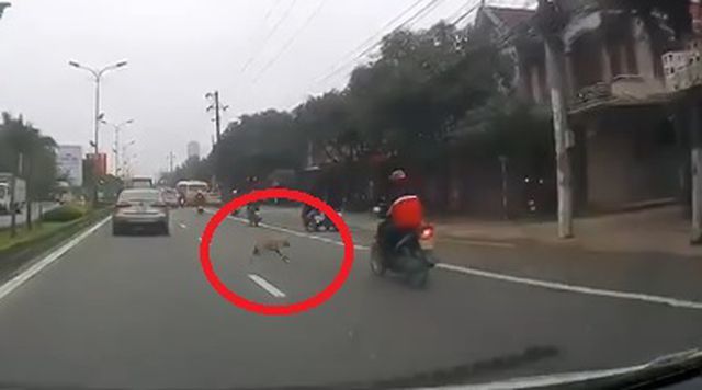 Chó thả rông khiến thanh niên đi xe máy ngã đập đầu xuống đường-1