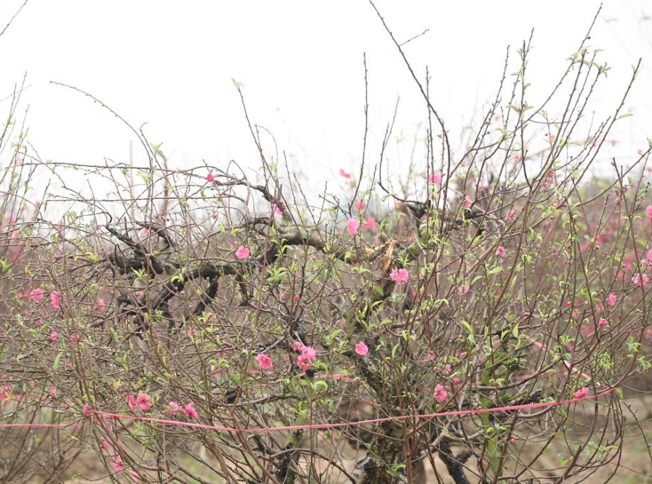 Vụ 150 gốc đào bị phá, chủ một vườn đào tự tử: Chúng tôi không ai phán xét gì, chỉ mong ông B. yên nghỉ”-1