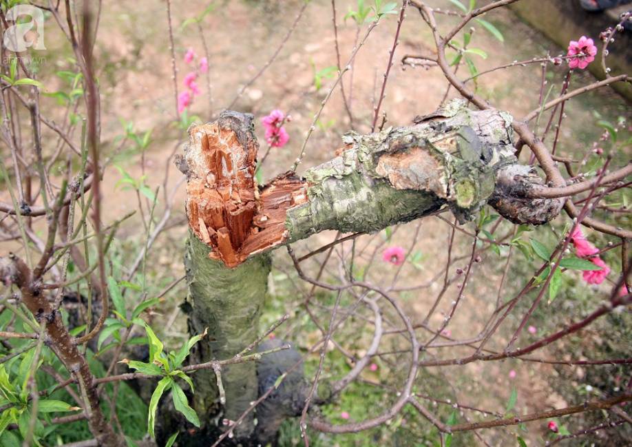 Vụ 150 gốc đào bị phá, chủ một vườn đào tự tử: Chúng tôi không ai phán xét gì, chỉ mong ông B. yên nghỉ”-2