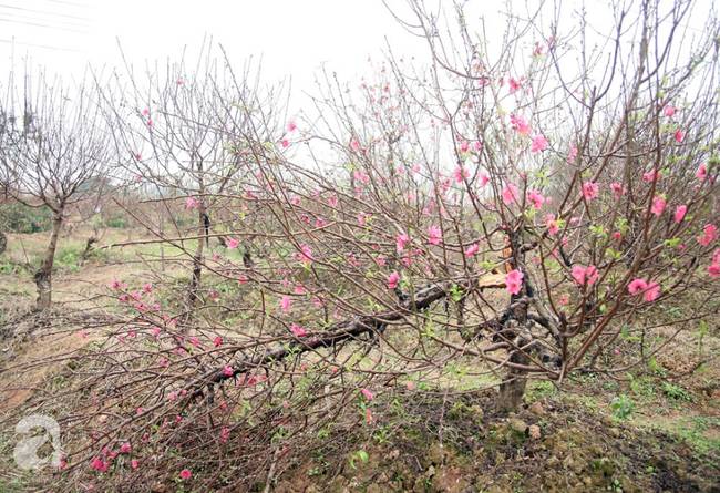 Vụ 150 gốc đào bị phá, chủ một vườn đào tự tử: Chúng tôi không ai phán xét gì, chỉ mong ông B. yên nghỉ”-3