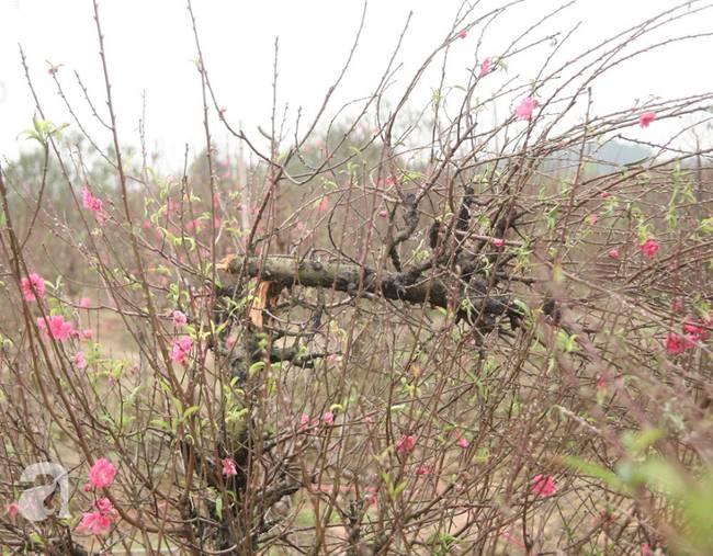 Vụ 150 gốc đào bị phá, chủ một vườn đào tự tử: Chúng tôi không ai phán xét gì, chỉ mong ông B. yên nghỉ”-6