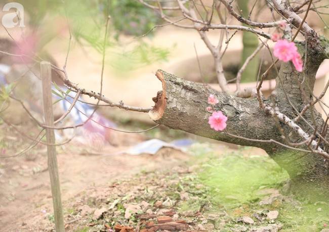 Vụ 150 gốc đào bị phá, chủ một vườn đào tự tử: Chúng tôi không ai phán xét gì, chỉ mong ông B. yên nghỉ”-7