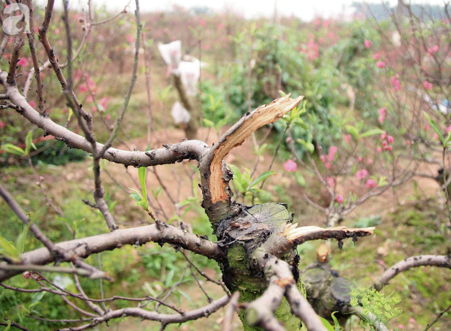 Vụ 150 gốc đào bị phá, chủ một vườn đào tự tử: Chúng tôi không ai phán xét gì, chỉ mong ông B. yên nghỉ”-11