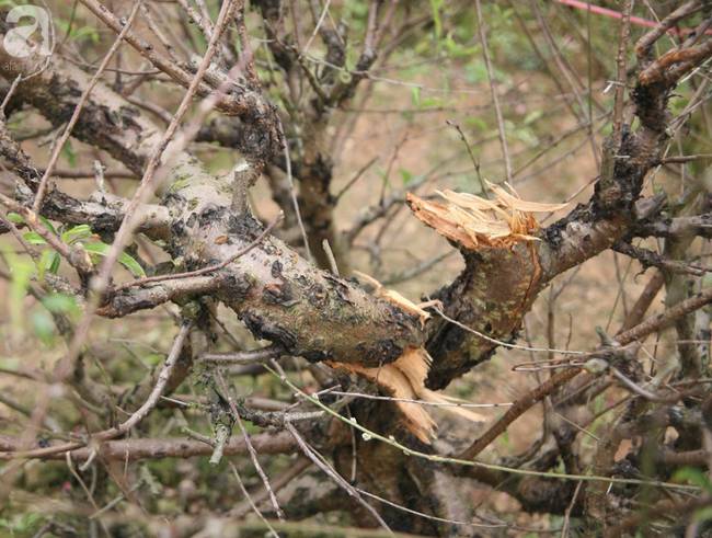 Vụ 150 gốc đào bị phá, chủ một vườn đào tự tử: Chúng tôi không ai phán xét gì, chỉ mong ông B. yên nghỉ”-10