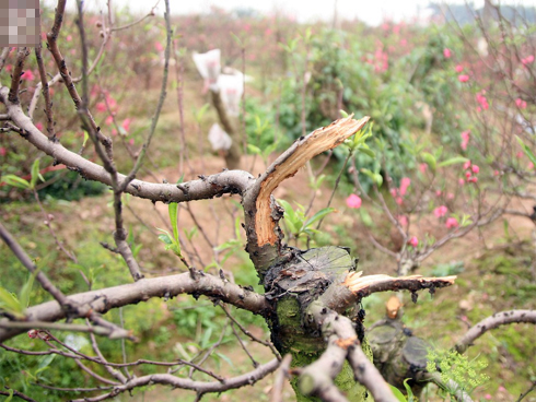 Hàng trăm cây đào bị phá hoại ở Bắc Ninh: Thủ phạm là người làng?-9