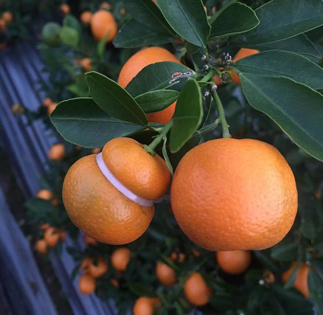 Rộ mốt quất hồ lô giá rẻ, chị em đổ xô sắm về trưng Tết-1