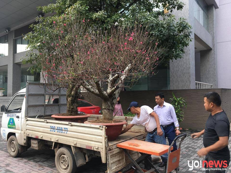 Không khí Tết ở các trường học: Nơi sắm hẳn chậu đào đắt tiền, nơi rộn ràng thi làm bánh chưng-4