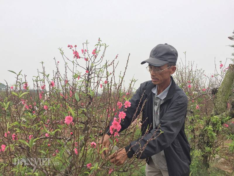Hàng trăm cây đào bị phá hoại ở Bắc Ninh: Thủ phạm là người làng?-1