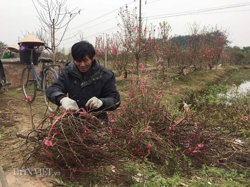 Hàng trăm cây đào bị phá hoại ở Bắc Ninh: Thủ phạm là người làng?-2