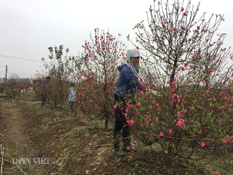 Hàng trăm cây đào bị phá hoại ở Bắc Ninh: Thủ phạm là người làng?-3