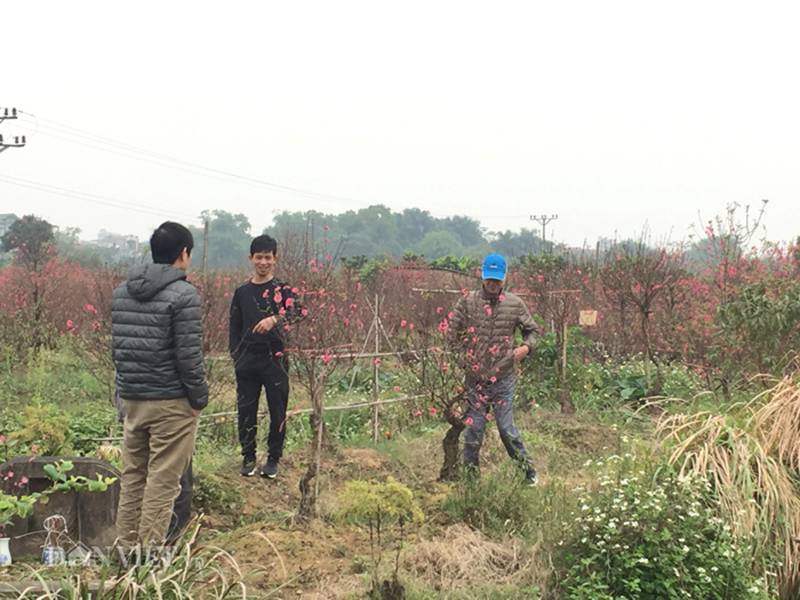Hàng trăm cây đào bị phá hoại ở Bắc Ninh: Thủ phạm là người làng?-4