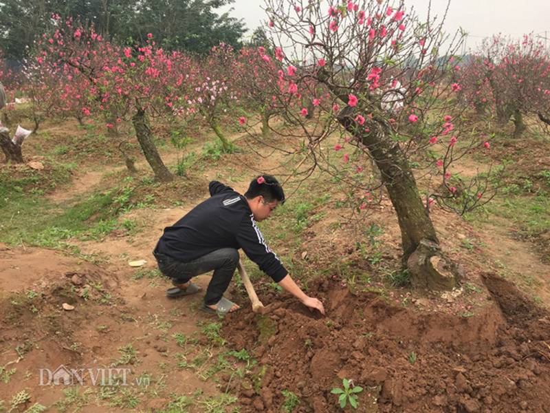 Hàng trăm cây đào bị phá hoại ở Bắc Ninh: Thủ phạm là người làng?-5