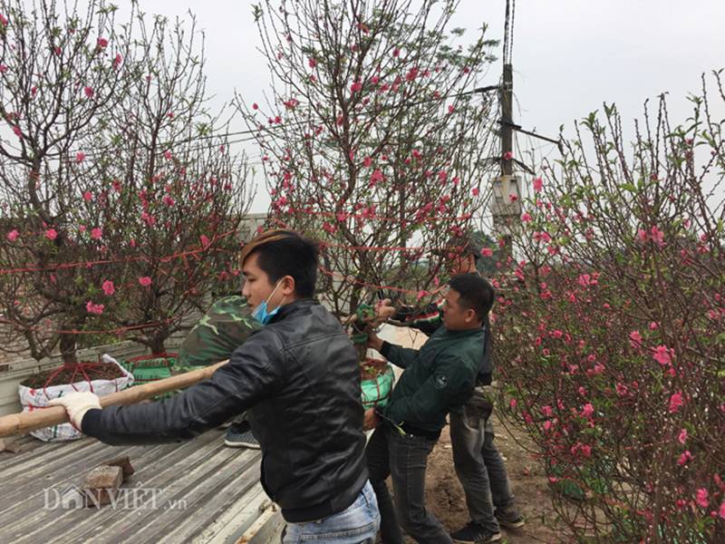 Hàng trăm cây đào bị phá hoại ở Bắc Ninh: Thủ phạm là người làng?-6