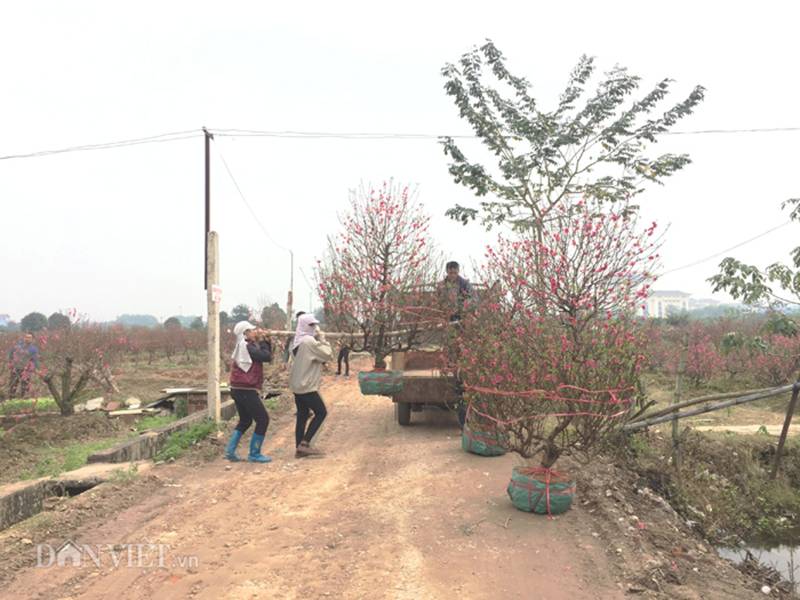 Hàng trăm cây đào bị phá hoại ở Bắc Ninh: Thủ phạm là người làng?-7