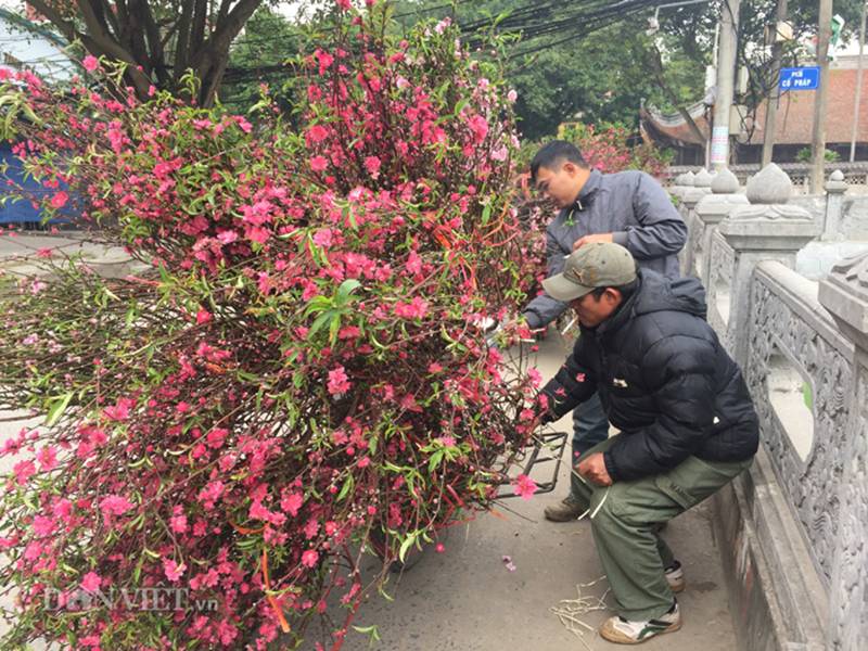 Hàng trăm cây đào bị phá hoại ở Bắc Ninh: Thủ phạm là người làng?-8
