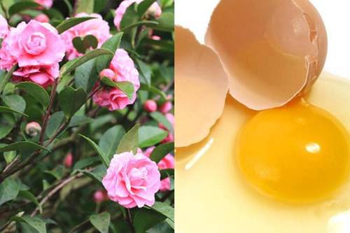 Bí kíp se nhỏ lỗ chân lông của mỹ nhân Trung Hoa: Nguyên liệu 2000 đồng chính là chân ái-5