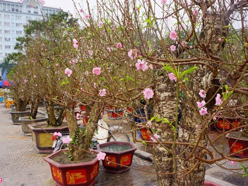 Gốc đào cổ thụ được 'hét' giá 100 triệu ở chợ hoa Tết