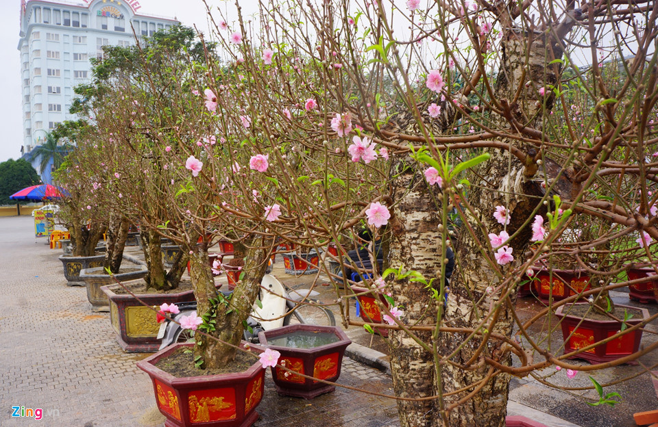 Gốc đào cổ thụ được hét giá 100 triệu ở chợ hoa Tết-1
