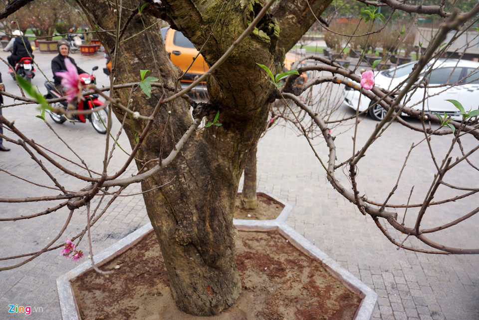 Gốc đào cổ thụ được hét giá 100 triệu ở chợ hoa Tết-3