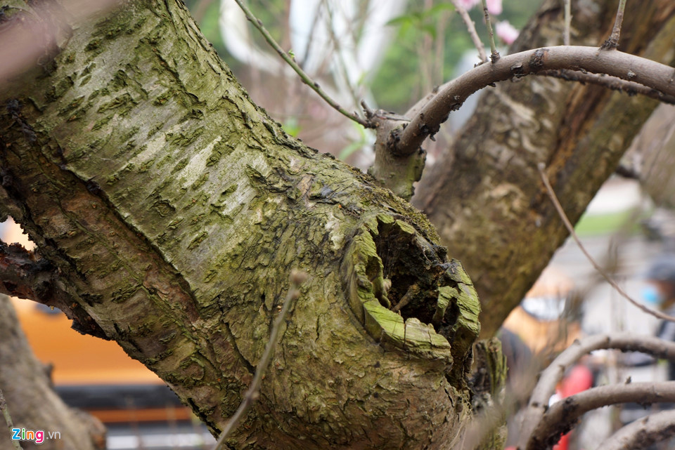 Gốc đào cổ thụ được hét giá 100 triệu ở chợ hoa Tết-4