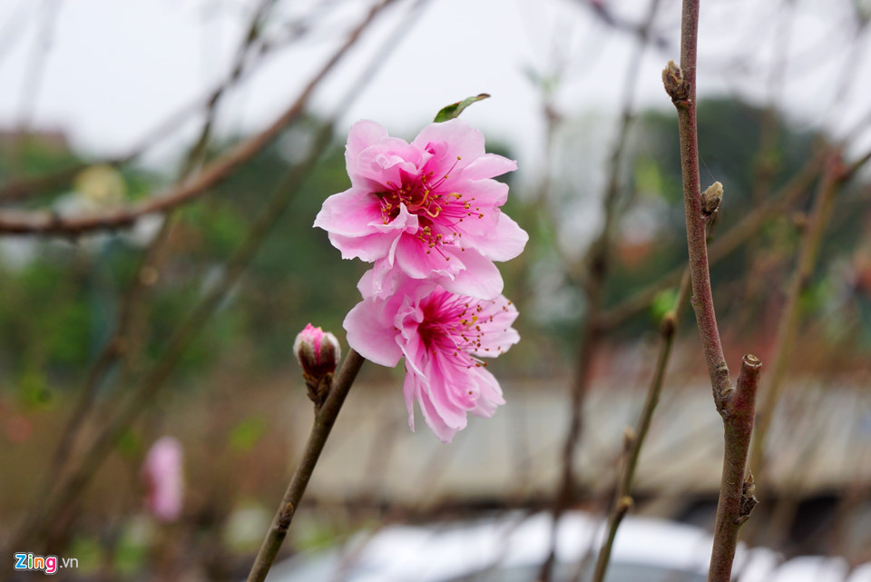 Gốc đào cổ thụ được hét giá 100 triệu ở chợ hoa Tết-5