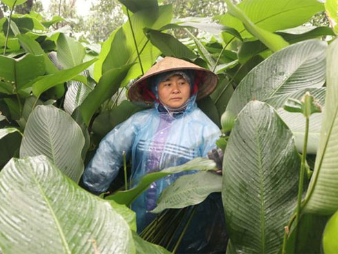 Tưởng ế ẩm mà bán đắt không tưởng, giá gấp đôi vẫn cháy hàng, tiểu thương chợ lá dong hớn hở: Tết này ấm no rồi!-21