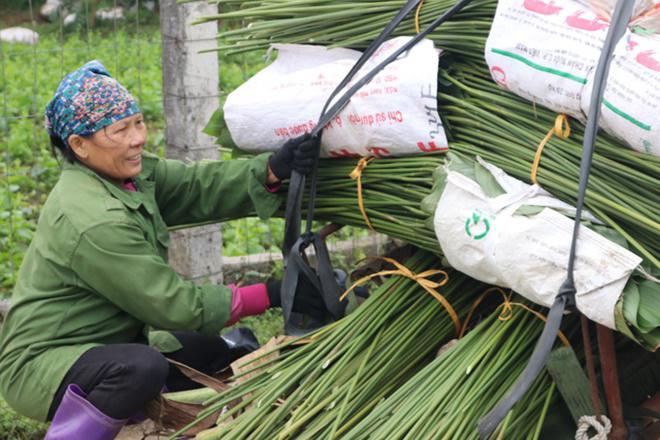 Thủ phủ lá dong lớn nhất miền Bắc vào vụ hốt bạc-1