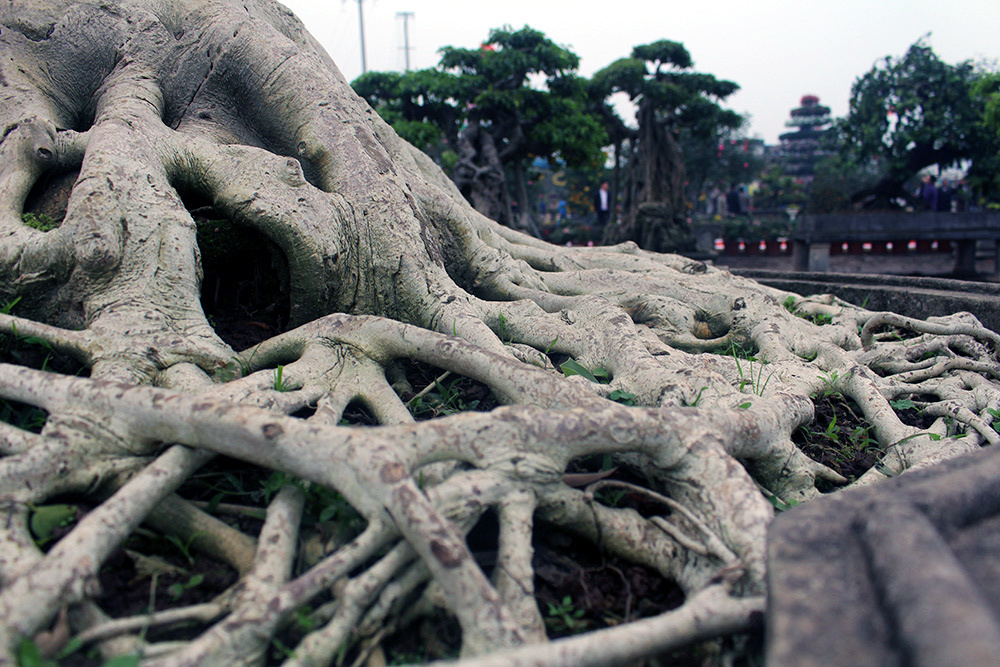 Cây bồ đề trăm tuổi độc nhất Việt Nam, đại gia đặt 2 tỷ không mua nổi-4