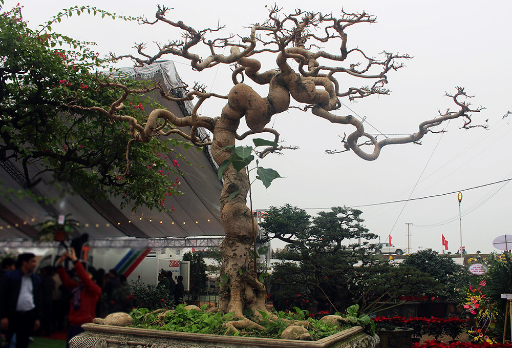 Cây bồ đề trăm tuổi độc nhất Việt Nam, đại gia đặt 2 tỷ không mua nổi-5