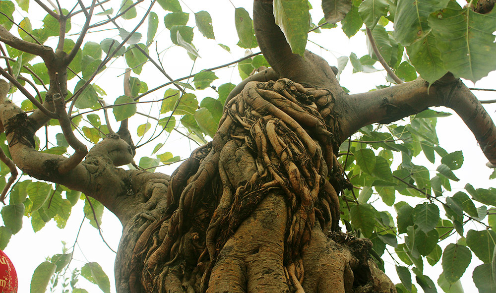 Cây bồ đề trăm tuổi độc nhất Việt Nam, đại gia đặt 2 tỷ không mua nổi-7