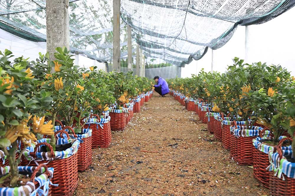 Lạ kỳ bàn tay Phật trên chậu cây mini, anh nông dân thu tiền tỷ-11