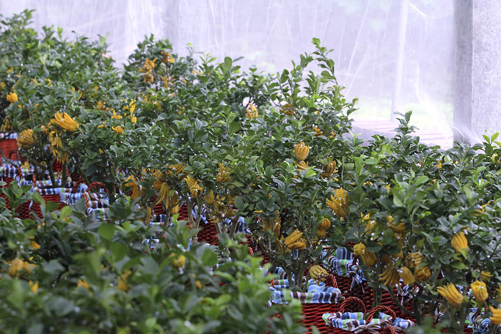 Lạ kỳ bàn tay Phật trên chậu cây mini, anh nông dân thu tiền tỷ-9