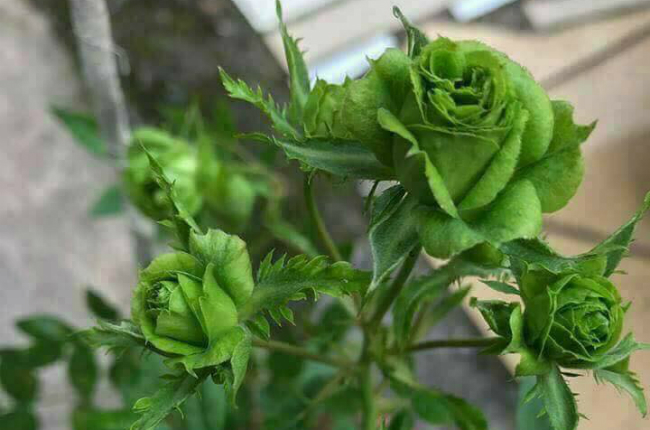 Tết này, giới chơi cây lại sốt xình xịch với loại hoa hồng có màu xanh như lá-1