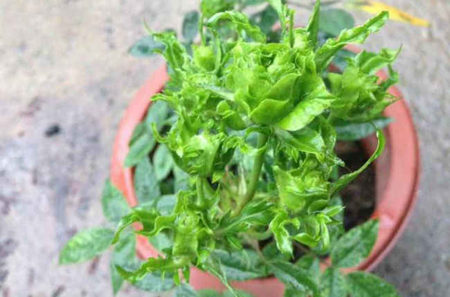 Tết này, giới chơi cây lại sốt xình xịch với loại hoa hồng có màu xanh như lá-10