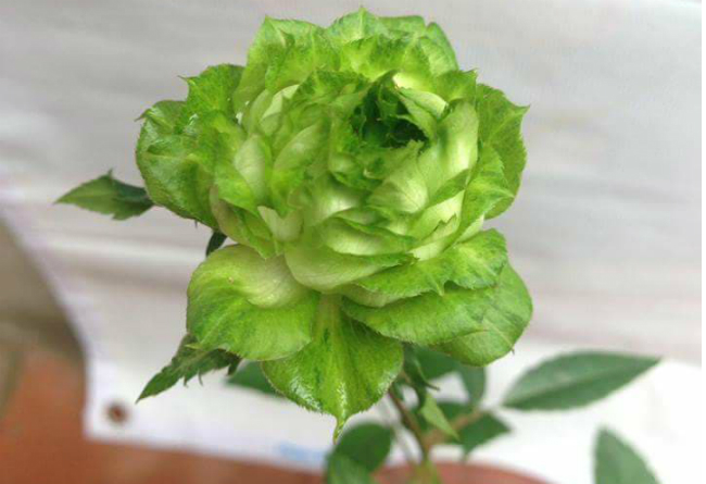 Tết này, giới chơi cây lại sốt xình xịch với loại hoa hồng có màu xanh như lá-11