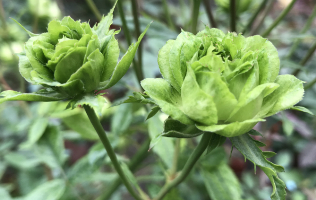 Tết này, giới chơi cây lại sốt xình xịch với loại hoa hồng có màu xanh như lá-2