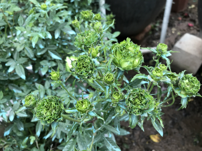 Tết này, giới chơi cây lại sốt xình xịch với loại hoa hồng có màu xanh như lá-3