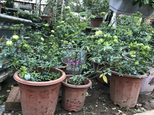 Tết này, giới chơi cây lại sốt xình xịch với loại hoa hồng có màu xanh như lá-4