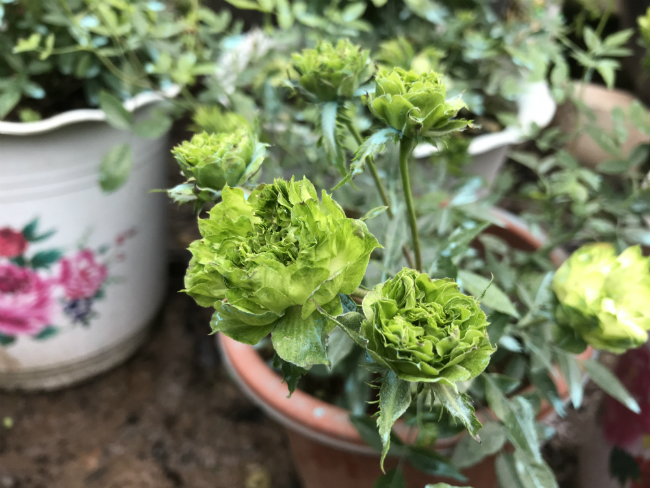 Tết này, giới chơi cây lại sốt xình xịch với loại hoa hồng có màu xanh như lá-6