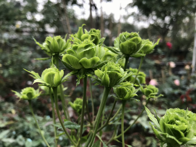 Tết này, giới chơi cây lại sốt xình xịch với loại hoa hồng có màu xanh như lá-7