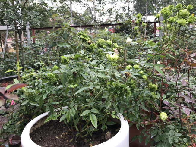 Tết này, giới chơi cây lại sốt xình xịch với loại hoa hồng có màu xanh như lá-9