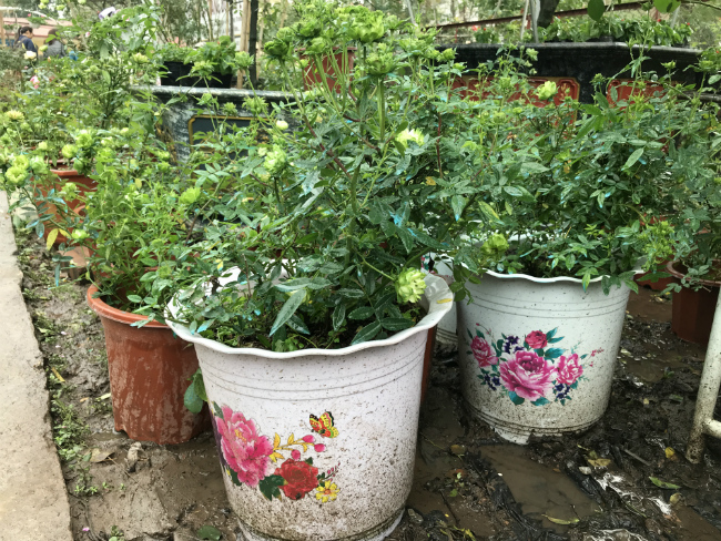 Tết này, giới chơi cây lại sốt xình xịch với loại hoa hồng có màu xanh như lá-13